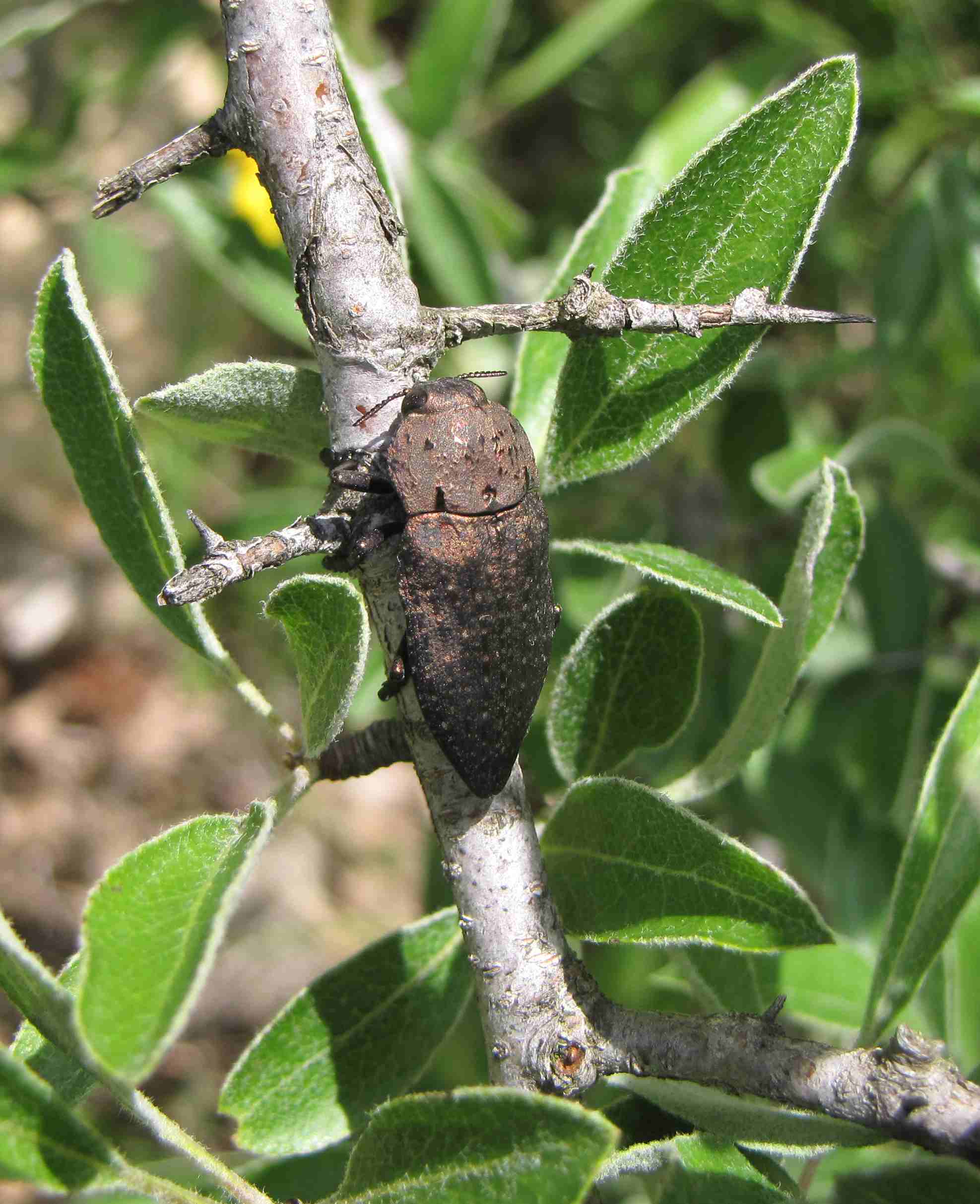 buprestide: Capnodis tenebricosa